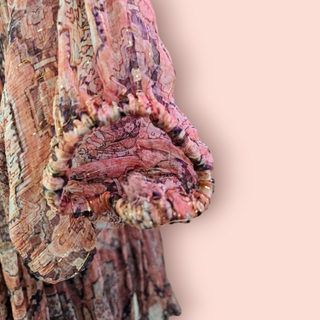 ZIMMERMANN - BOHEMIAN LUXE SEMI SHEER METALLIC CROTCHET TRIM BLOUSE est. RRP $487